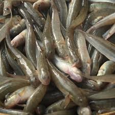 CHOWA FISH 1 KG