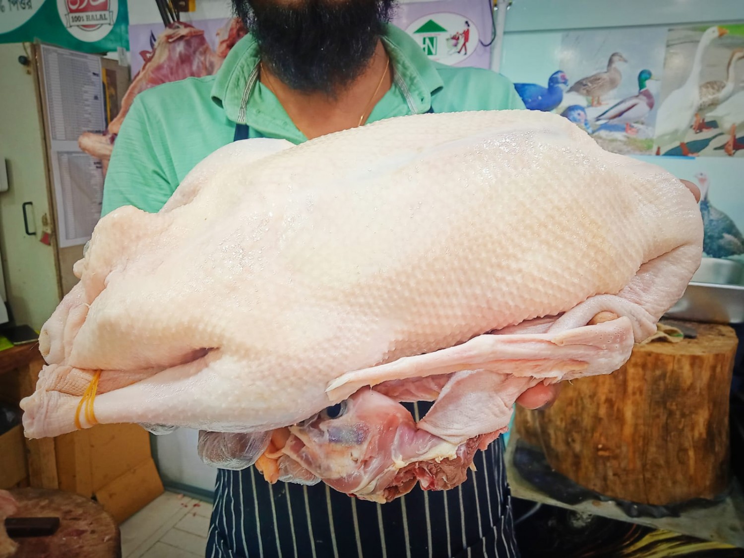 DUCK DESHI ( RAJHANS)