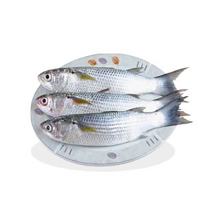 FAYSA FISH 1 KG