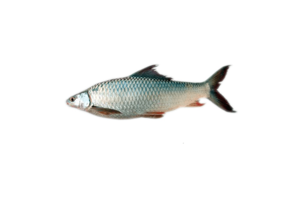 MREGAL FISH (BIG) 1KG