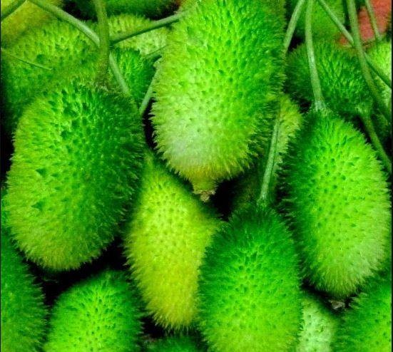 SPING GOURD ( KAKROL )