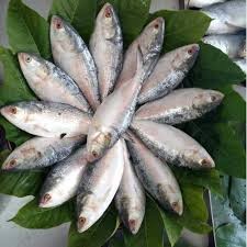 ILISH FISH 300gm+ per pich offer