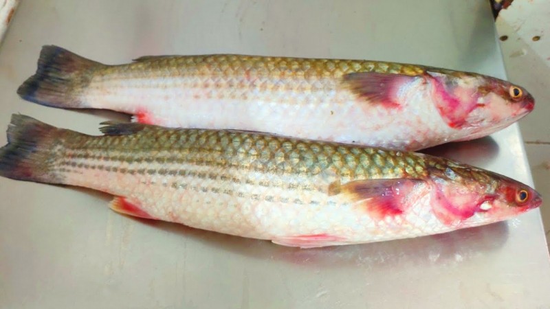 KHOLLA FISH 1 KG (BIG)