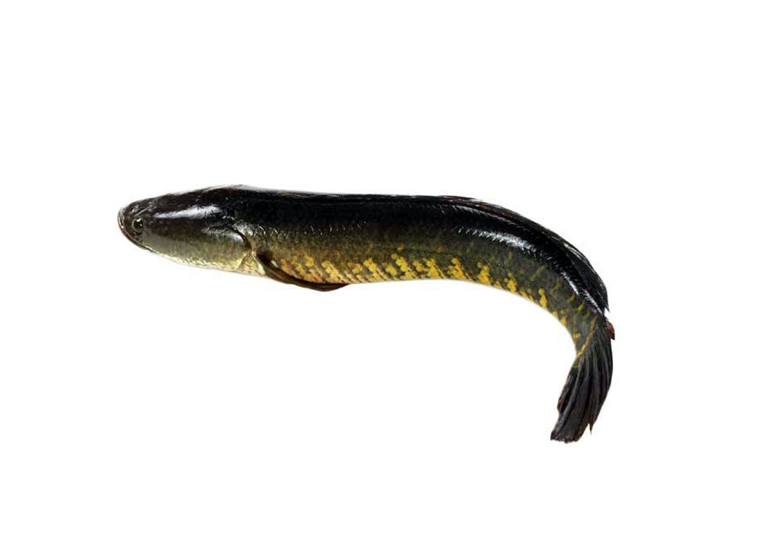 DESHI SHOL FISH (BIG) 1KG