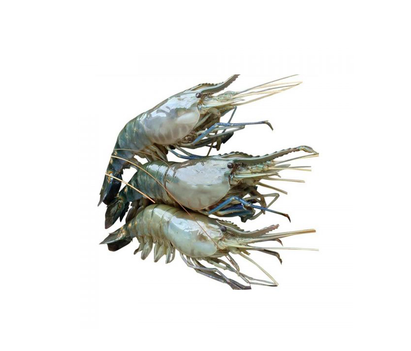 GOLDA CHINGRI 1kg (Small)