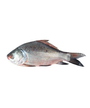 KATOL FISH (Offer)1 KG