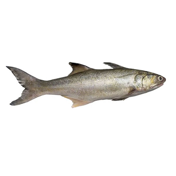 Indian Salmon Fish (Lakkha) 1 kg