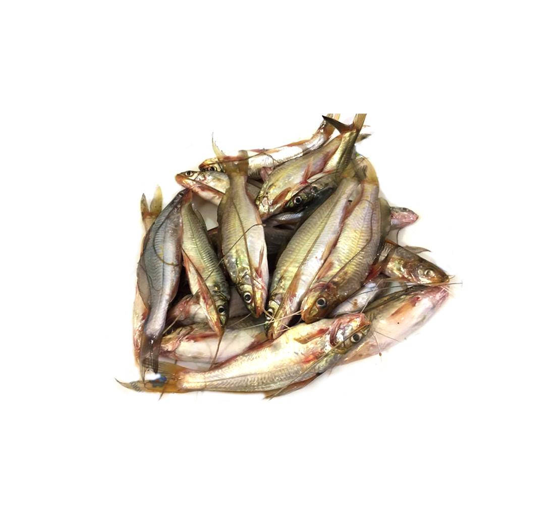 TENGRA FISH 1KG (BIL)