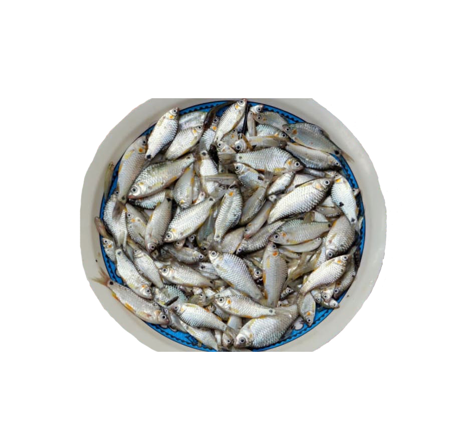 DESHI PUTI FISH  1gm