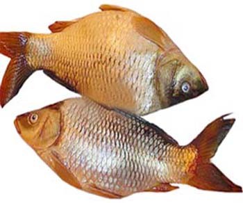 CARFU FISH DESHI 1 KG