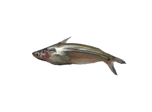 BATASHI FISH 1KG