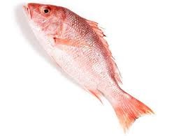 RED SNAPPER BIG 1 KG