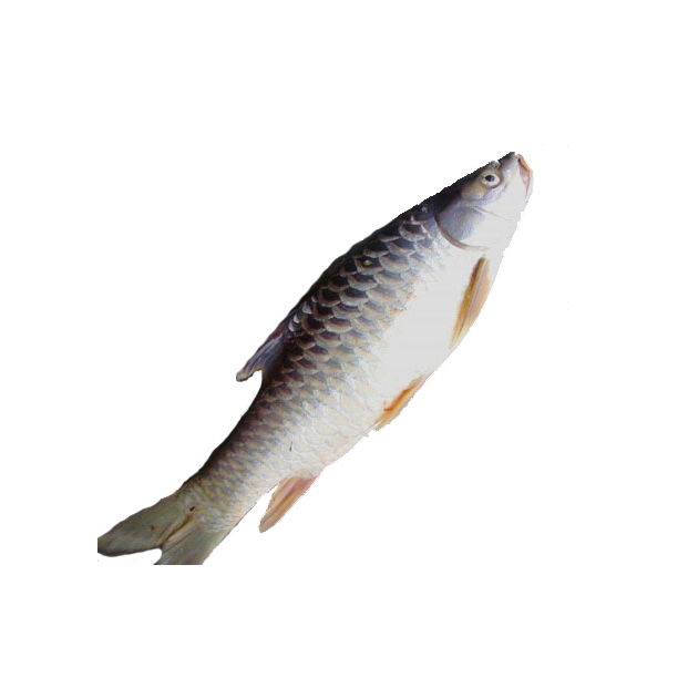 LACHU FISH 1KG