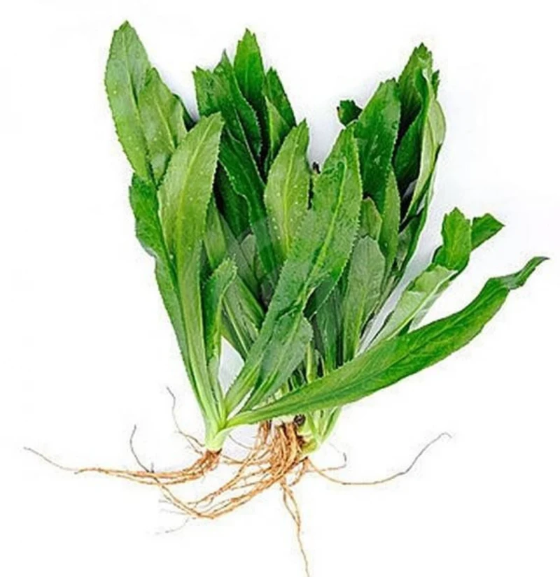 BILATI DHONIA PATA 1 MUTHA