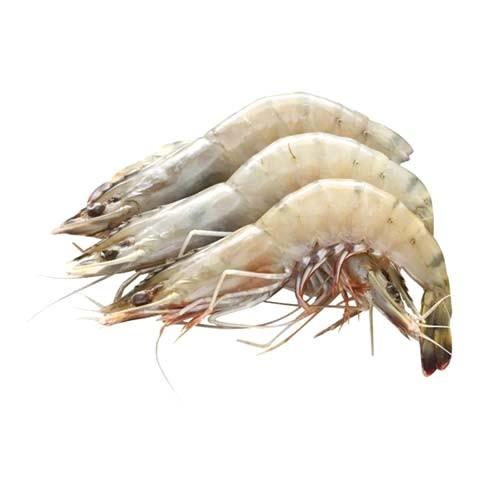 FISH CHINGRI SADA 500 GM